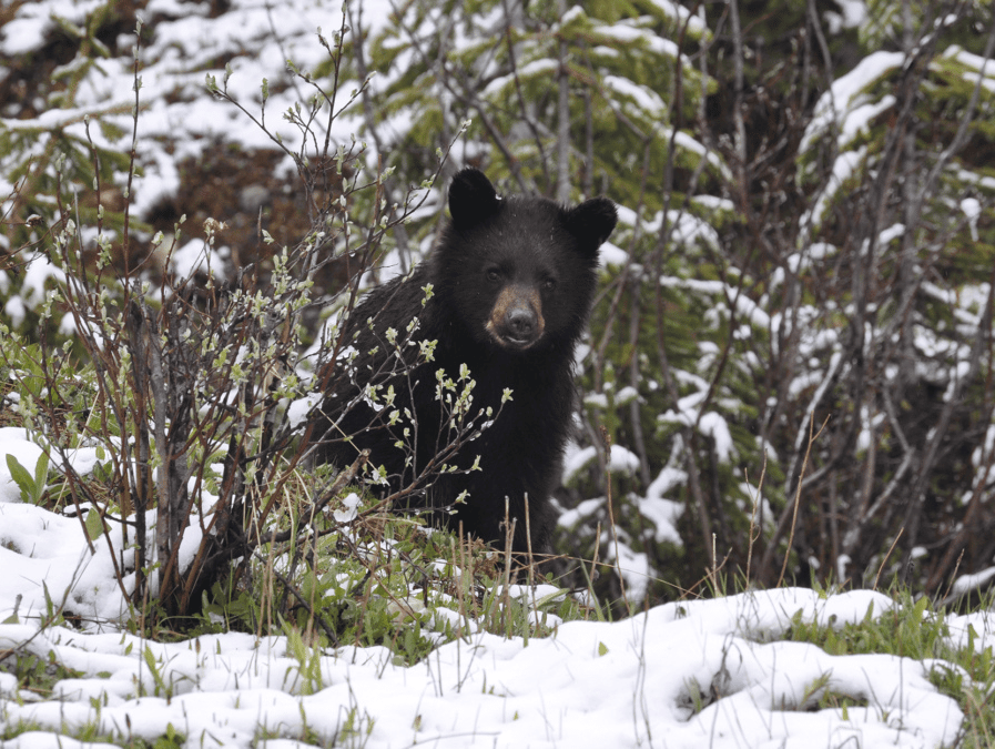 A curious black bear cub peers from a snowy forest, hinting at the need for bear canisters to protect wildlife.
