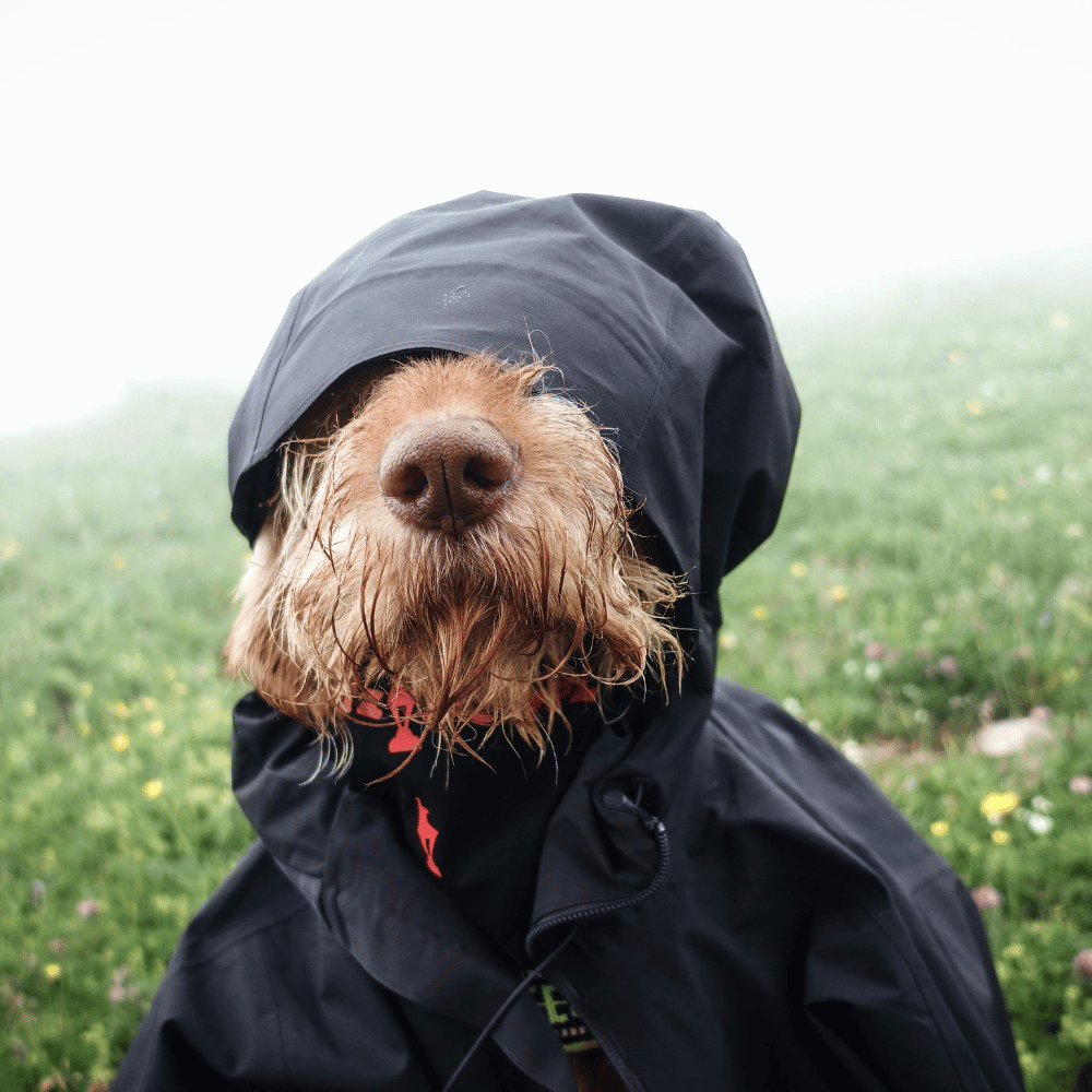 A dog wearing a black raincoat in a misty field.