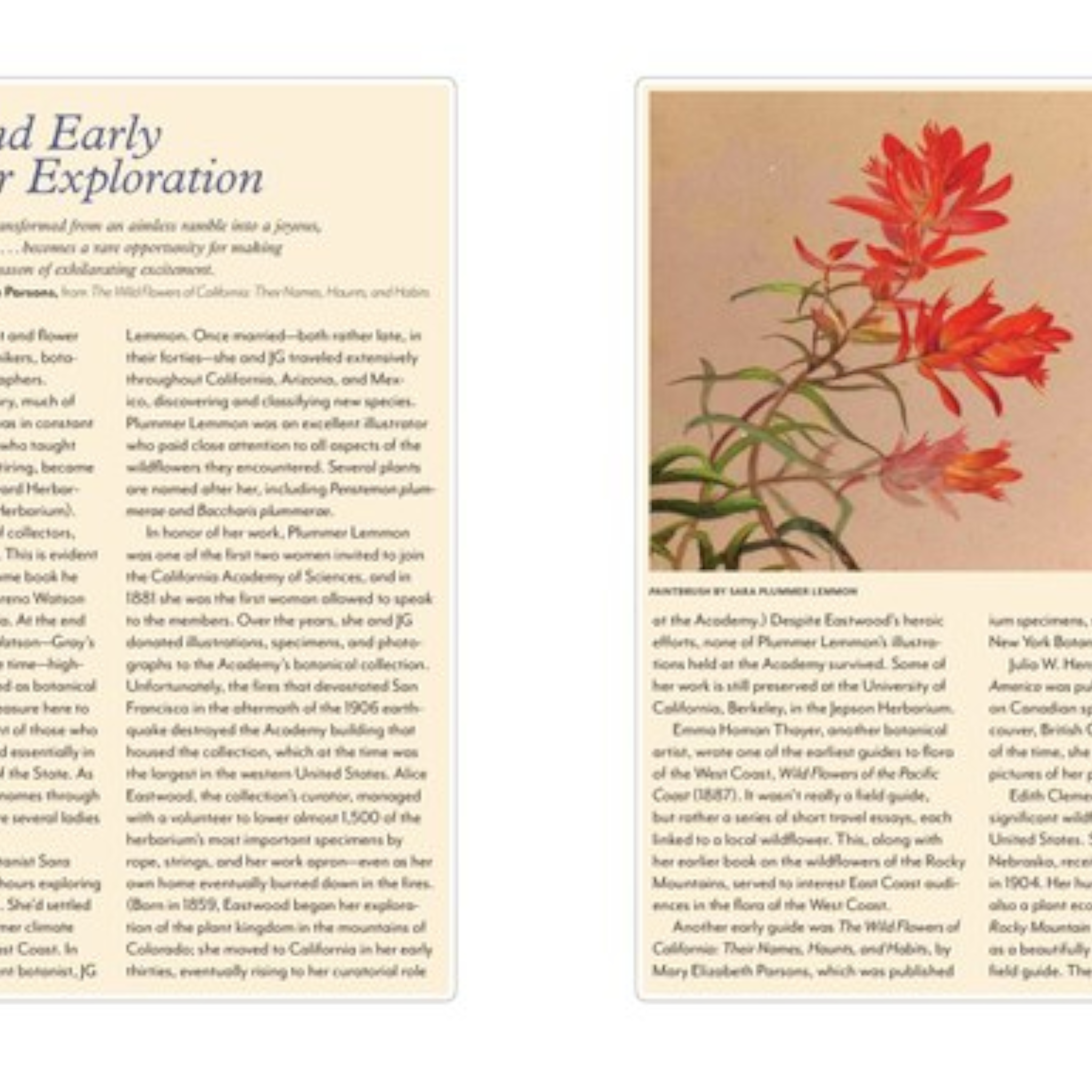 Wildflowers of the West: An Artist's Guide - FERAL