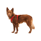 Ruffwear Front Range Dog Harness - FERAL