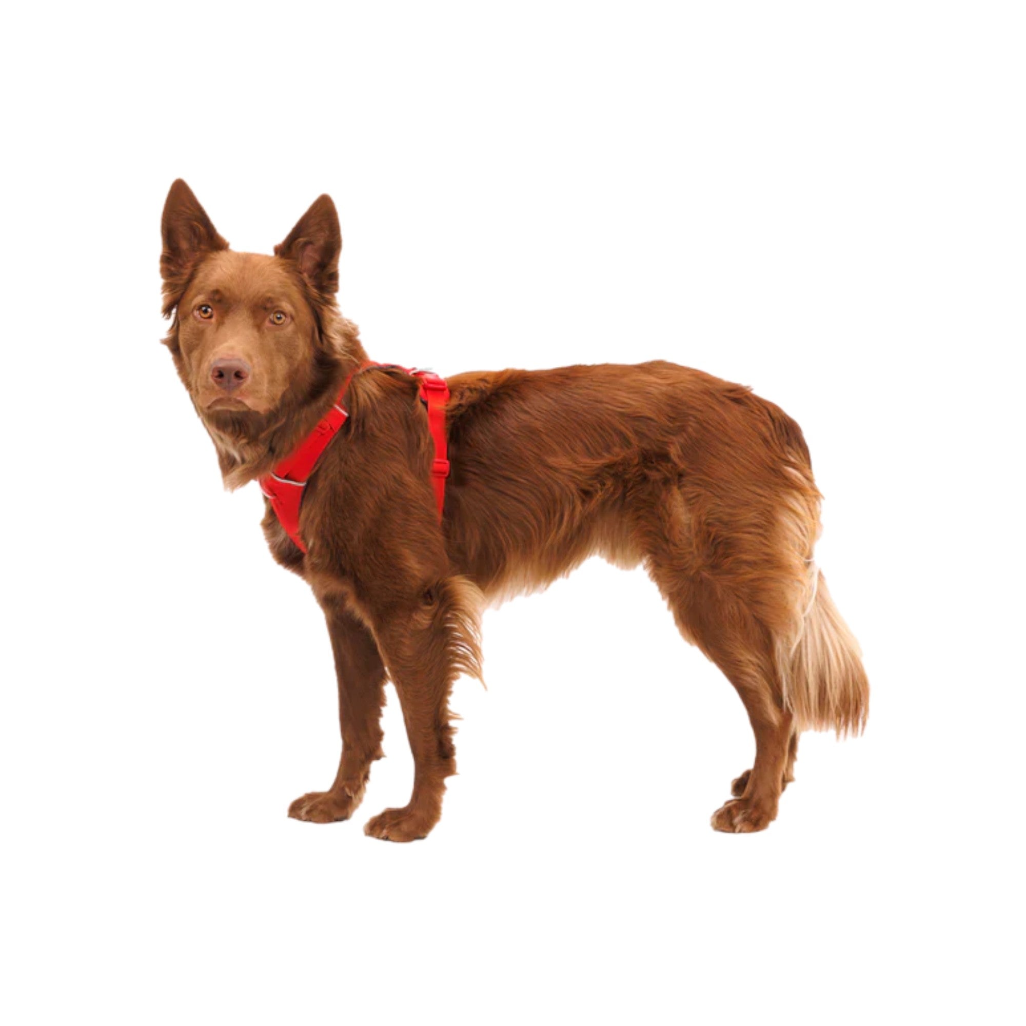 Ruffwear Front Range Dog Harness - FERAL
