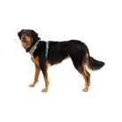 Ruffwear Front Range Dog Harness - FERAL