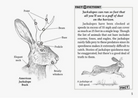 Field Guide to the North American Jackalope - A. Robbins - FERAL