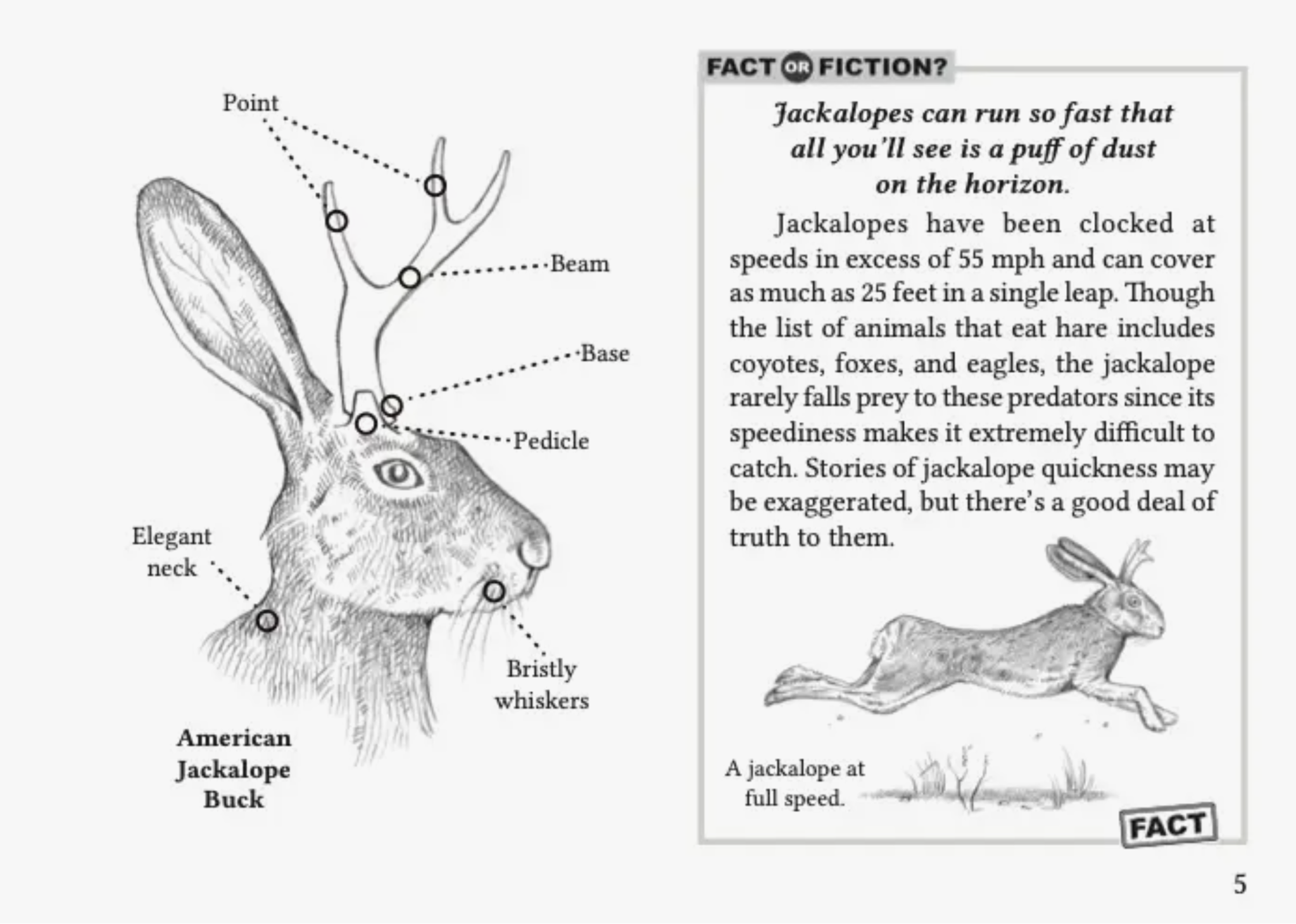 Field Guide to the North American Jackalope - A. Robbins - FERAL