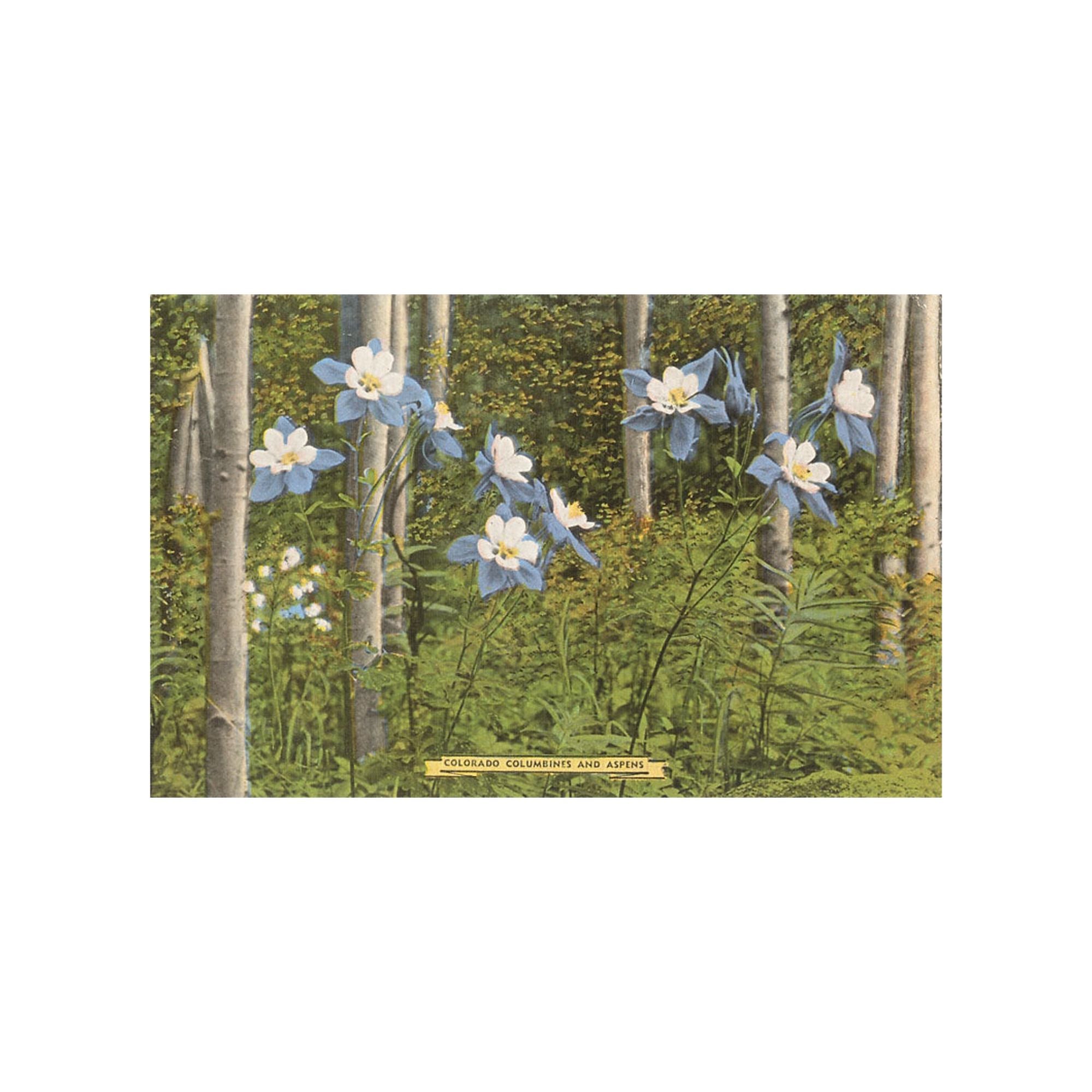 Found Image Colorado Columbines and Aspens CO-02 Postcard - FERAL