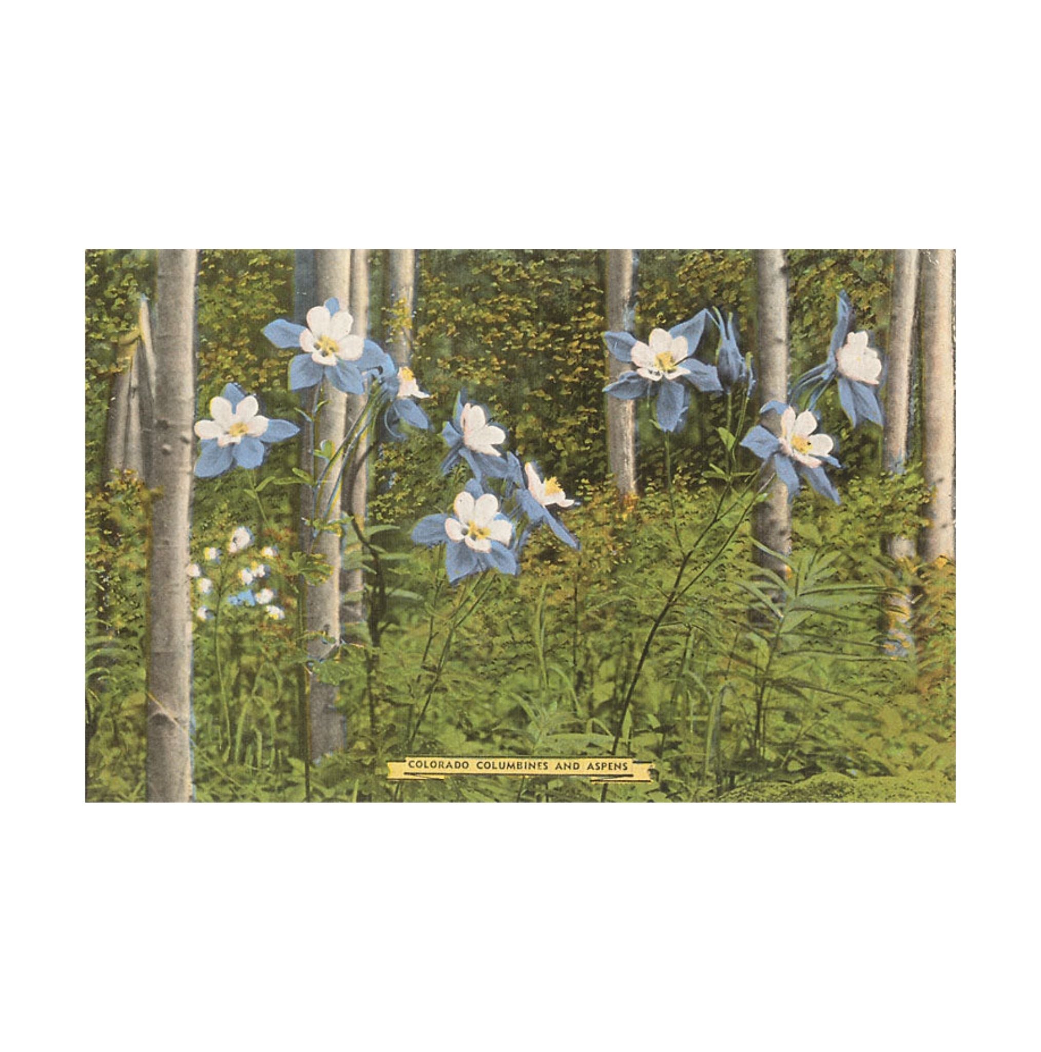 Found Image Colorado Columbines and Aspens CO-02 Postcard - FERAL