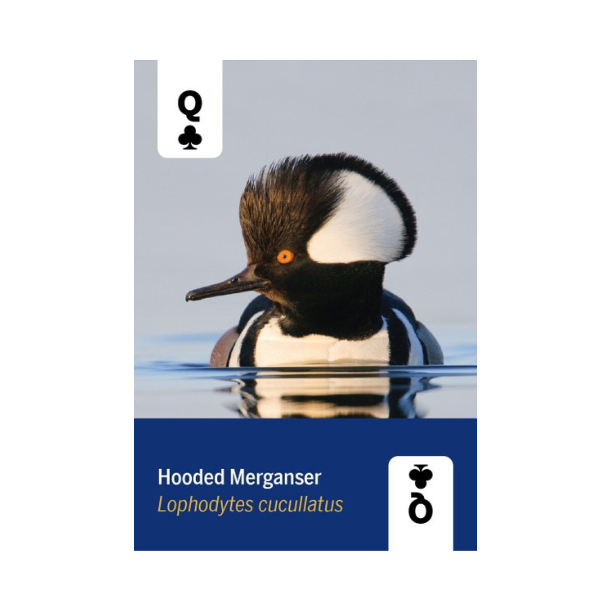 Birds of North America Playing Cards Deck - FERAL