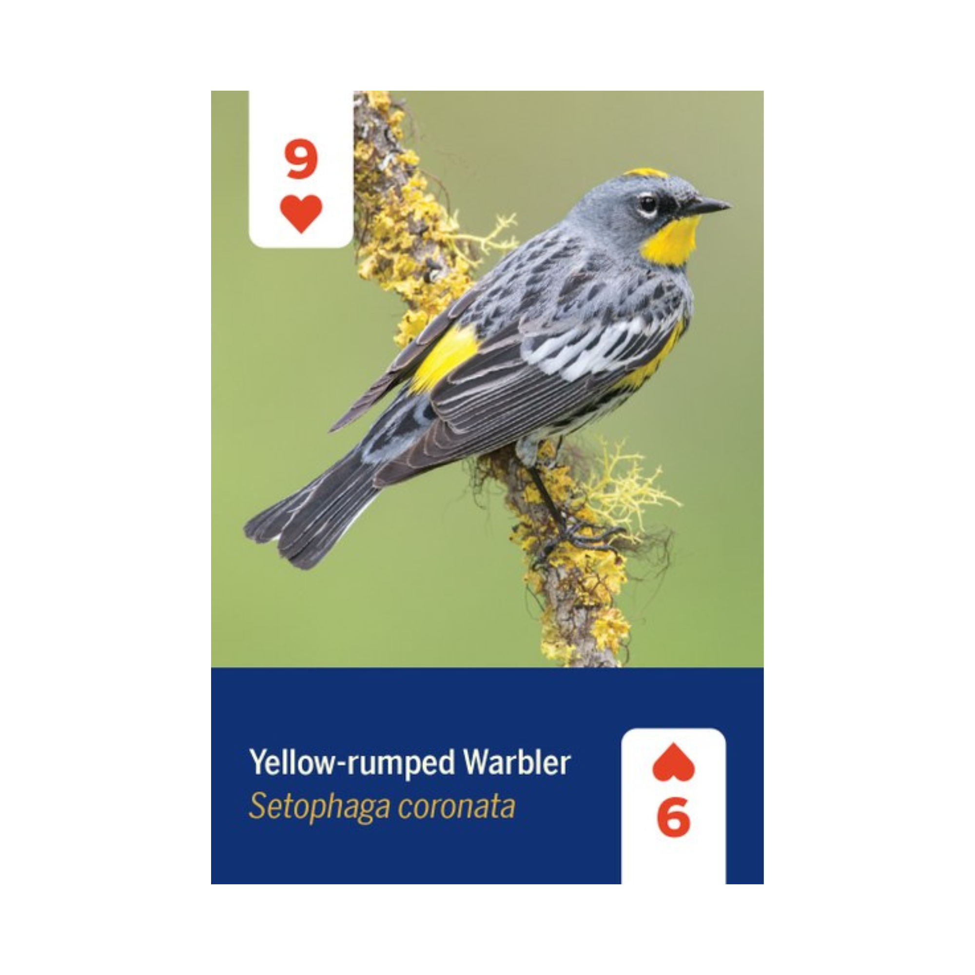 Birds of North America Playing Cards Deck - FERAL