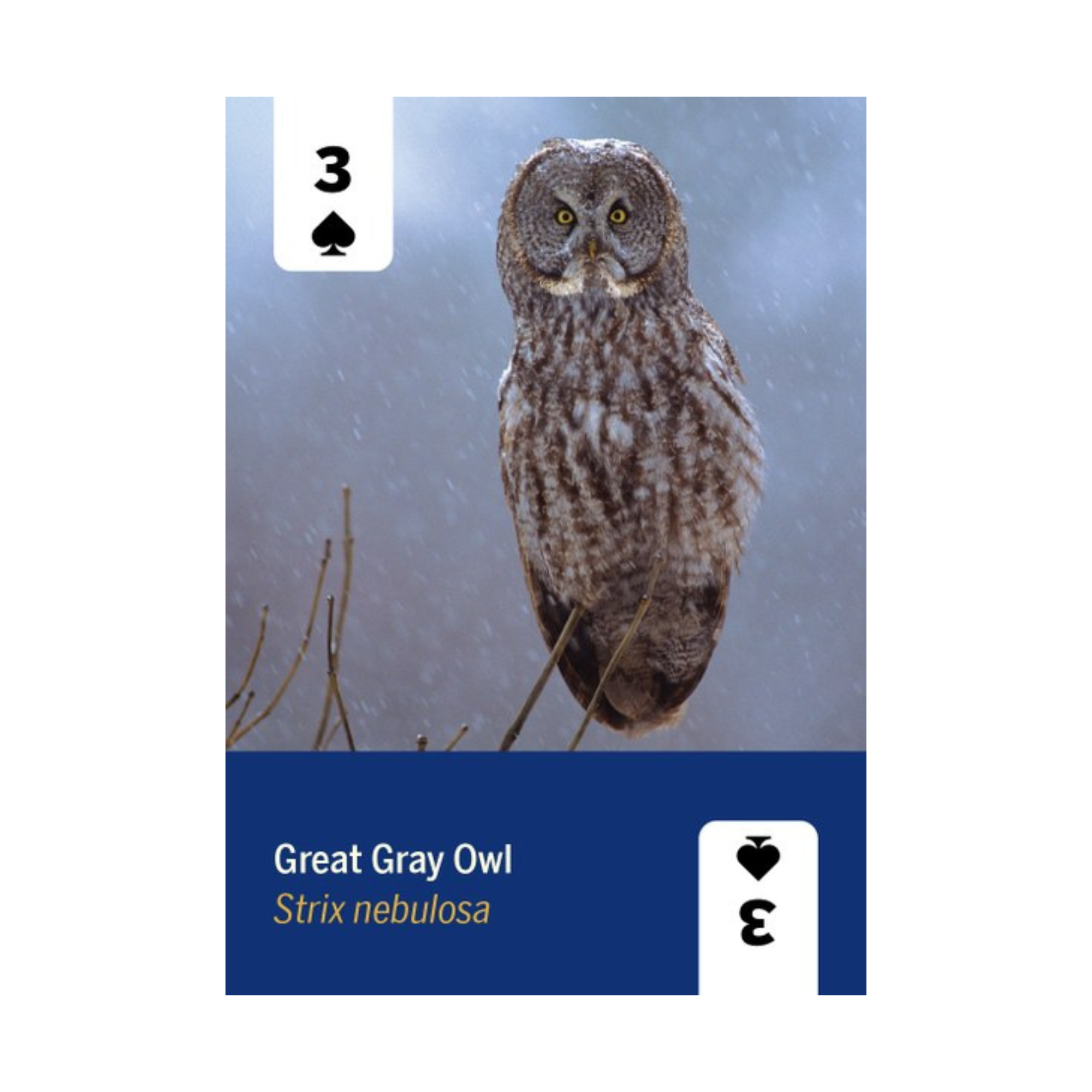 Birds of North America Playing Cards Deck - FERAL