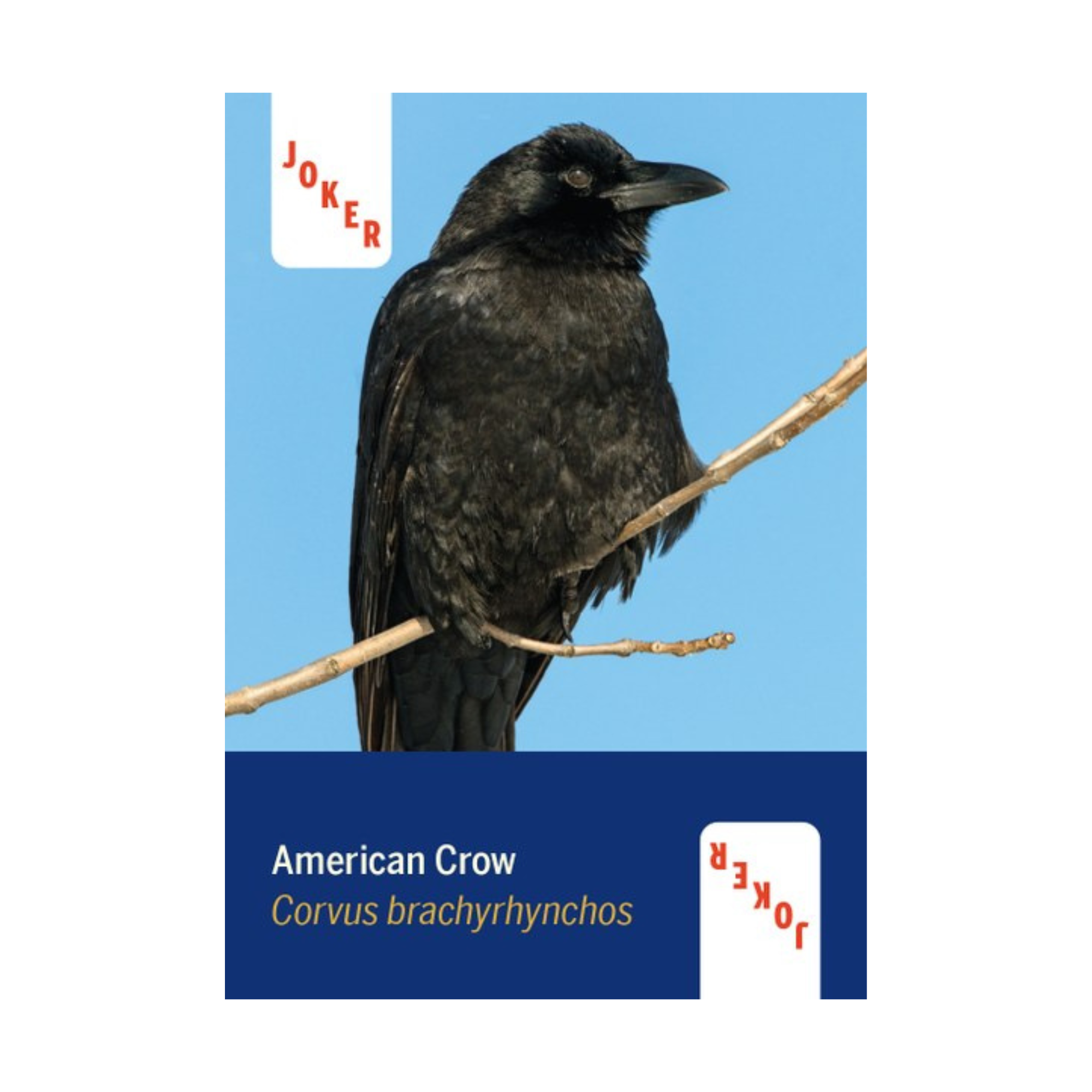 Birds of North America Playing Cards Deck - FERAL