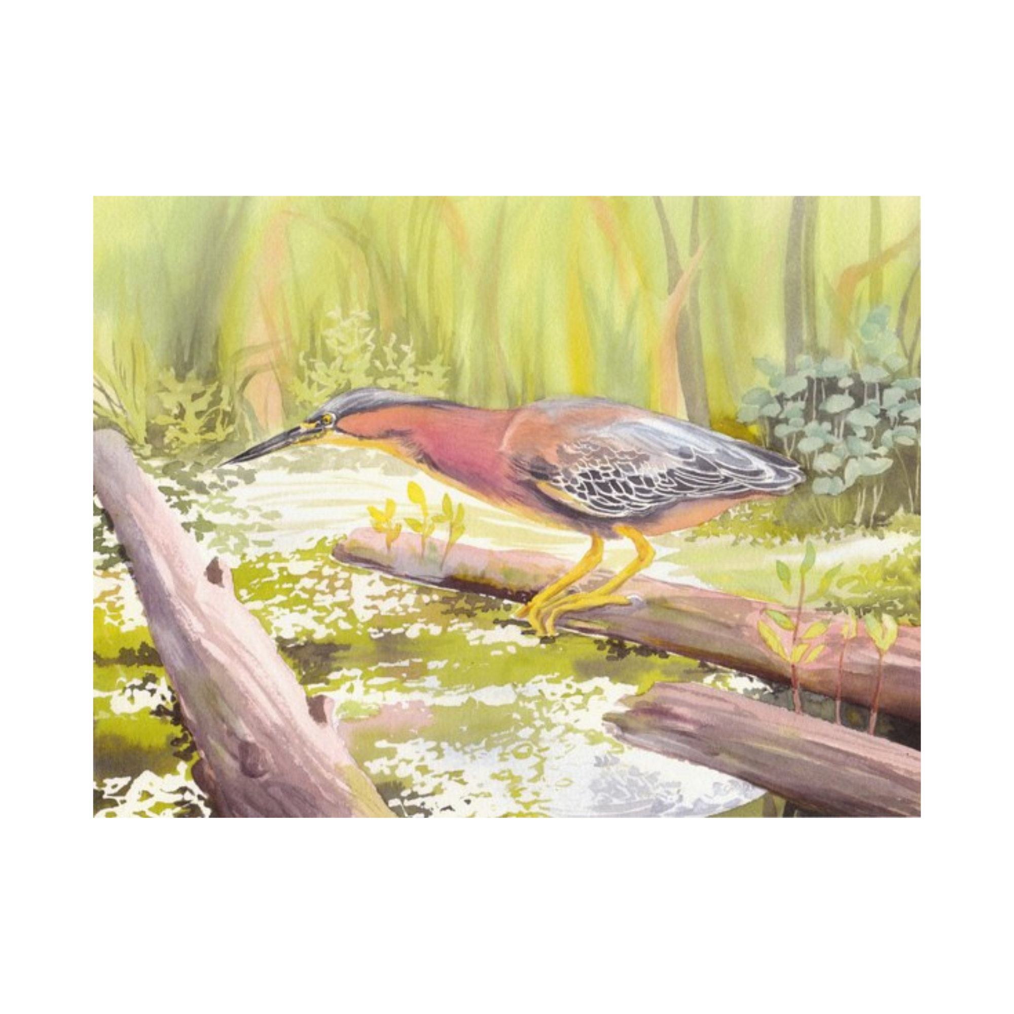 Birds of the West: An Artist's Guide, M. Hashimoto - FERAL