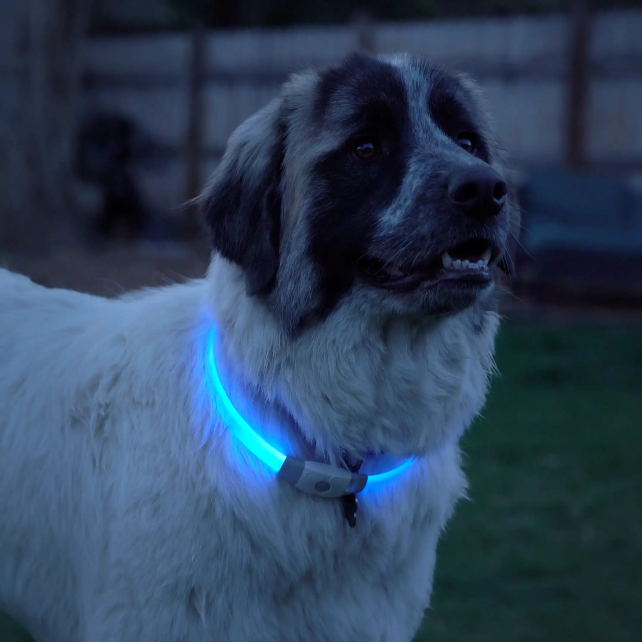 Nite Ize NiteHowl Max Rechargeable LED Safety Necklace - FERAL