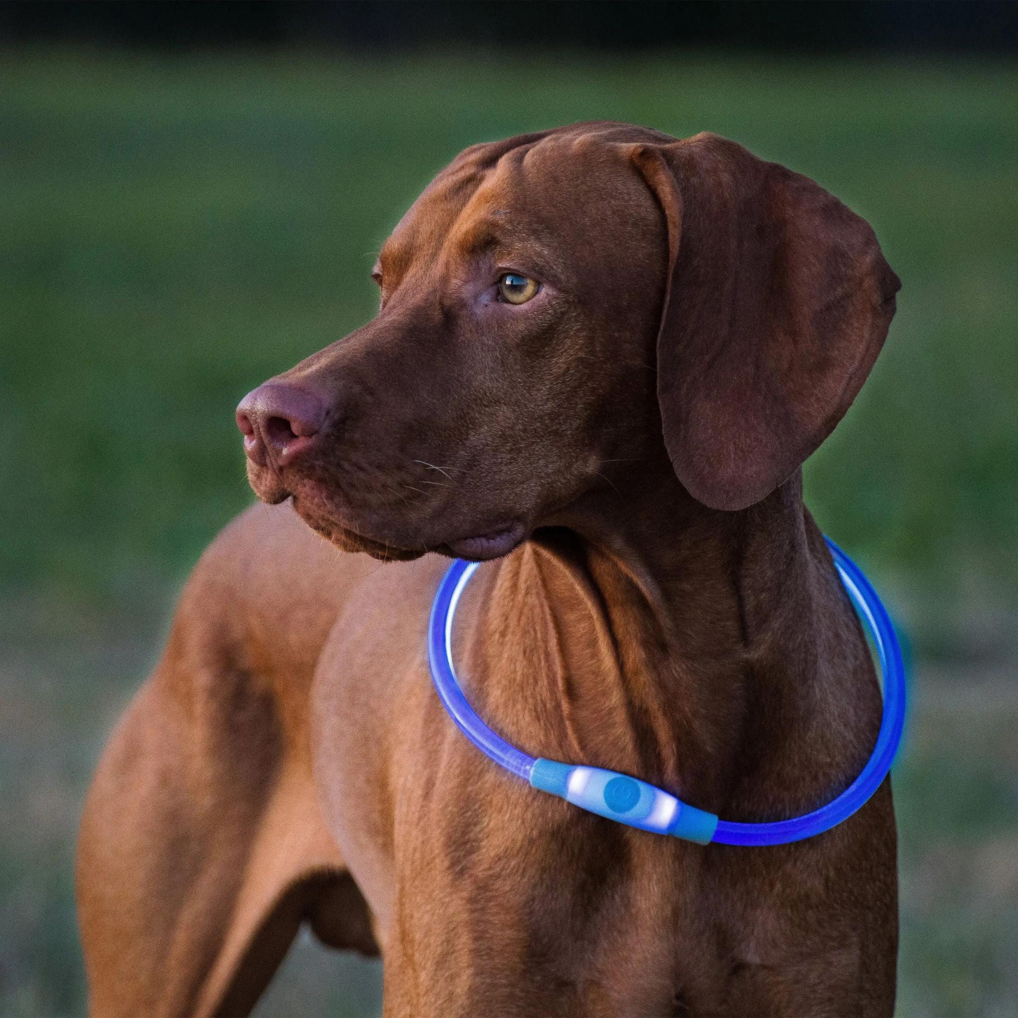 Nite Ize NiteHowl LED Safety Necklace - FERAL