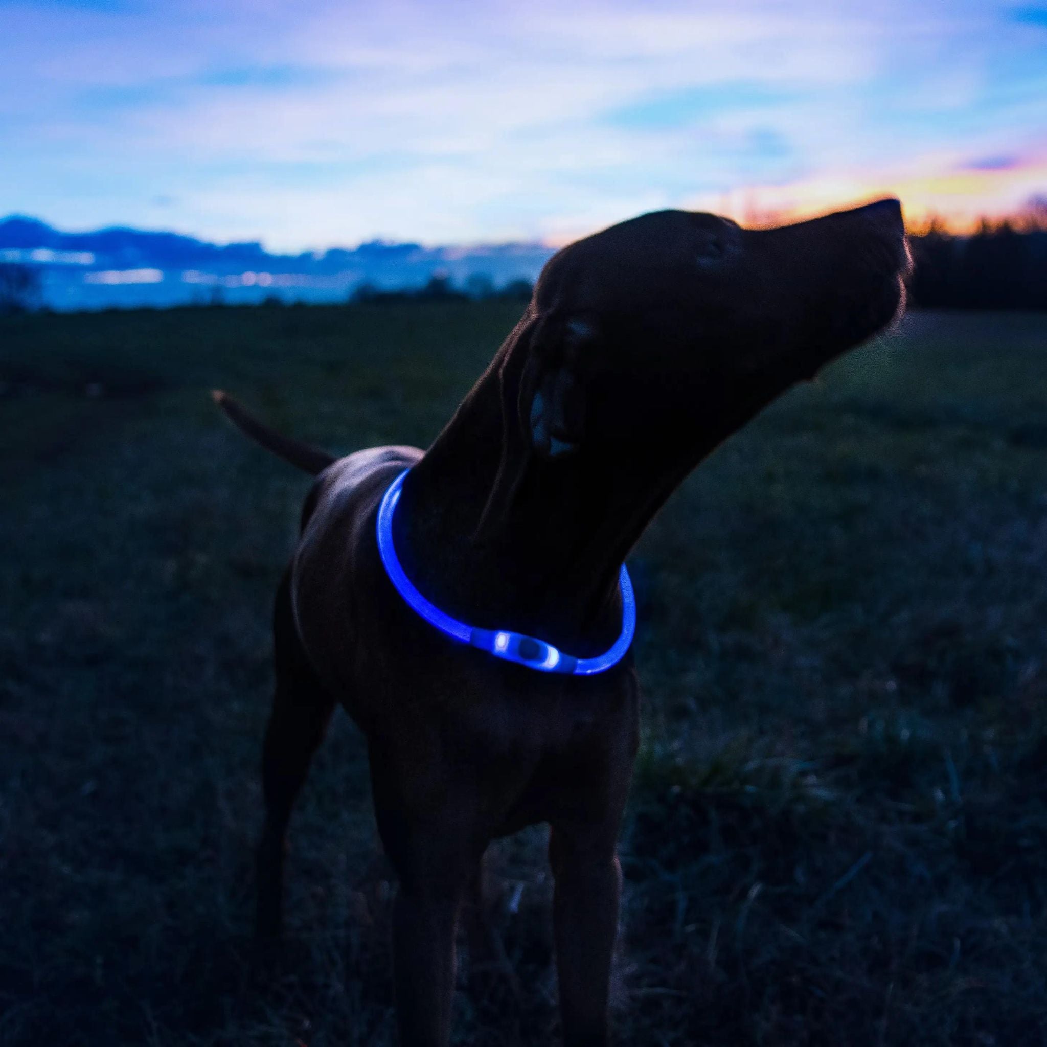 Nite Ize NiteHowl LED Safety Necklace - FERAL