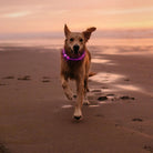 Nite Ize NiteHowl LED Safety Necklace - FERAL