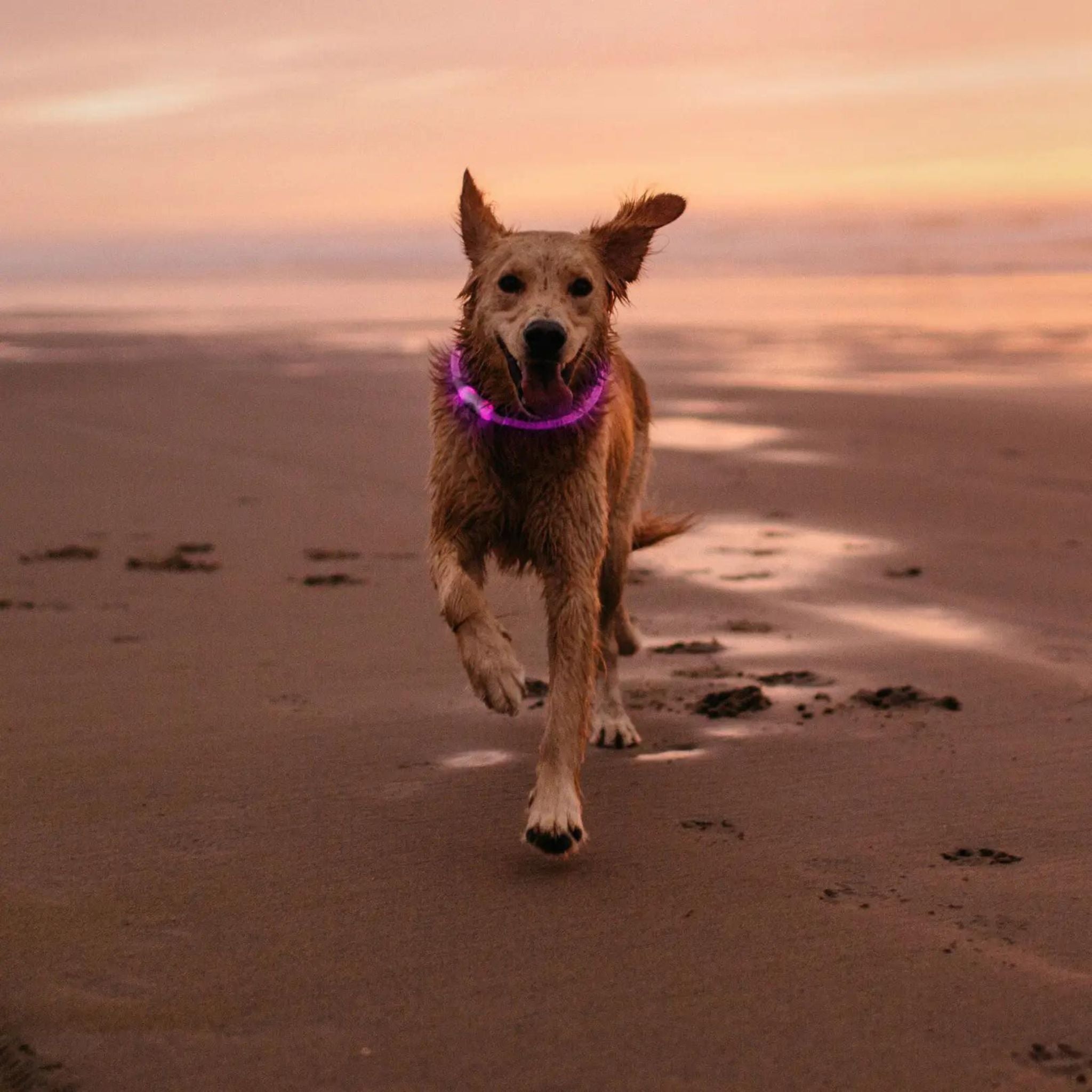 Nite Ize NiteHowl LED Safety Necklace - FERAL