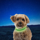 Nite Ize NiteDog Rechargeable LED Collar - FERAL