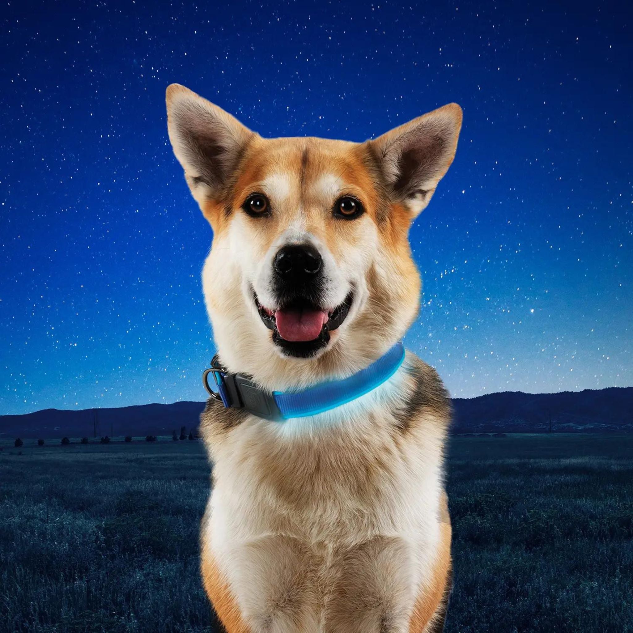 Nite Ize NiteDog Rechargeable LED Collar - FERAL