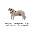 Ruffwear Hi & Light Lightweight Dog Harness - FERAL