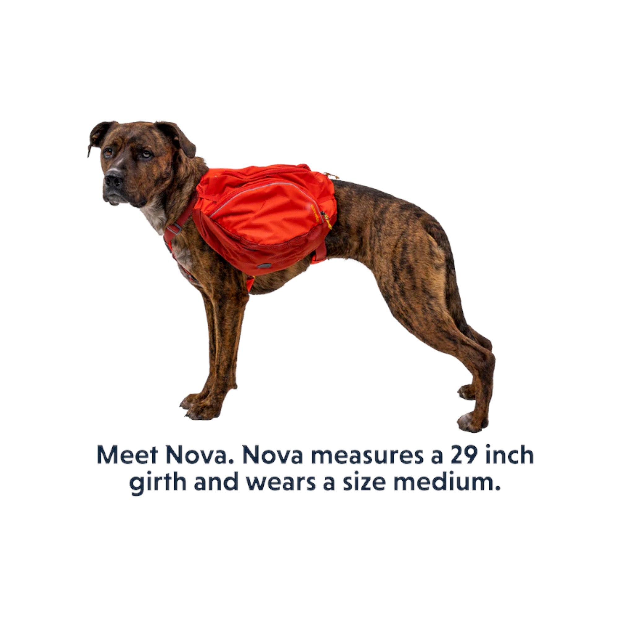 Ruffwear Palisades Dog Backpack - FERAL