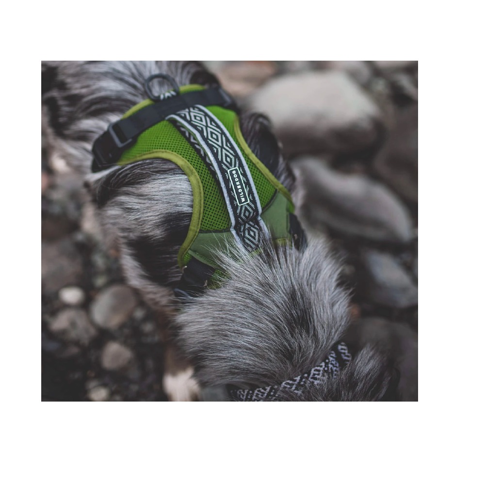 Wilderdog Harness - FERAL