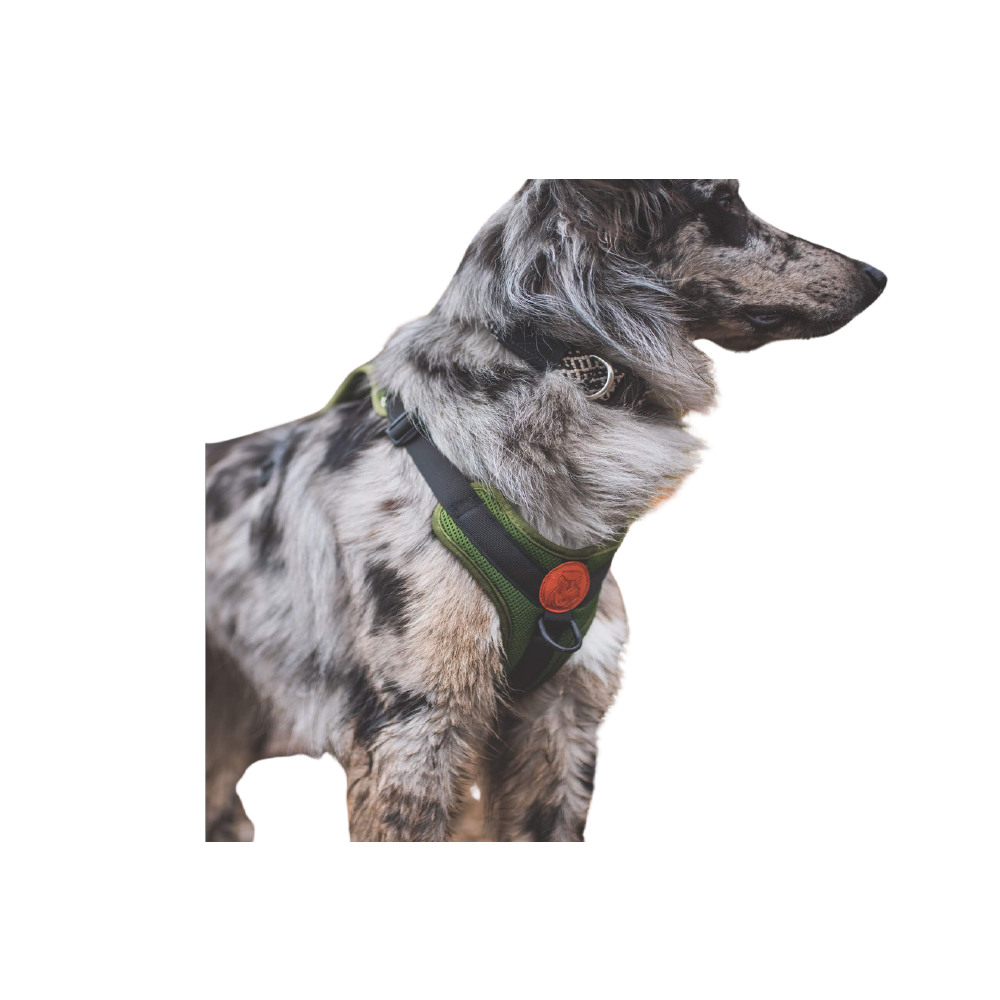 Wilderdog Harness - FERAL