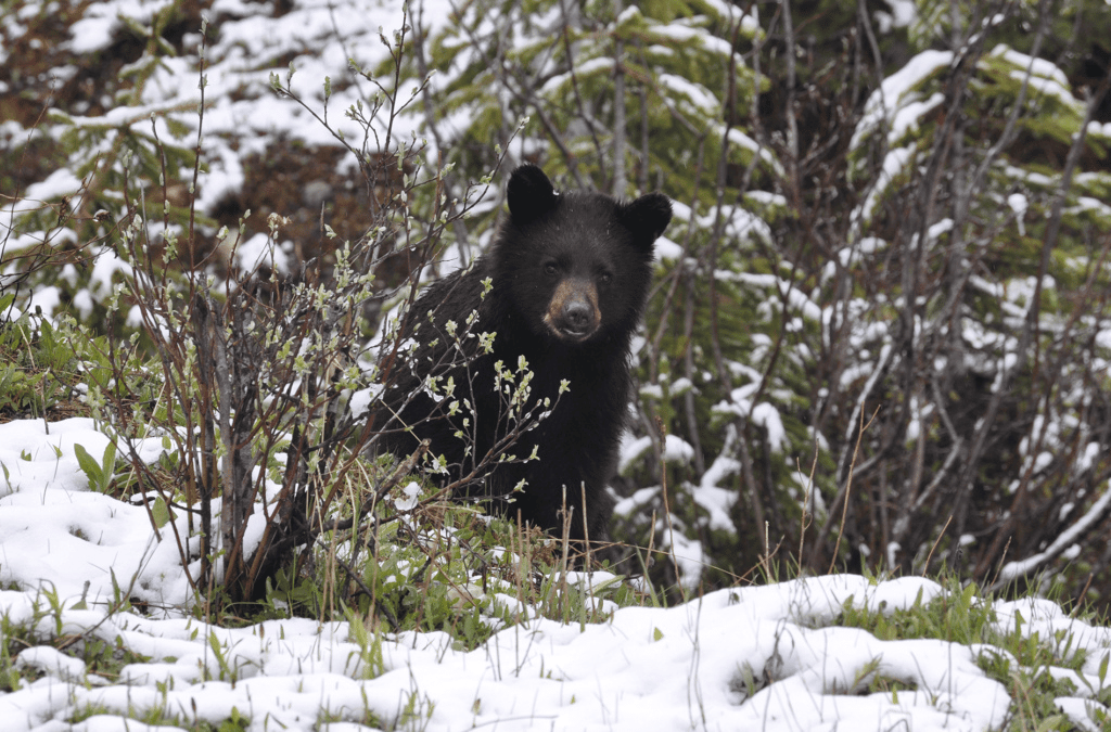 A curious black bear cub peers from a snowy forest, hinting at the need for bear canisters to protect wildlife. 
