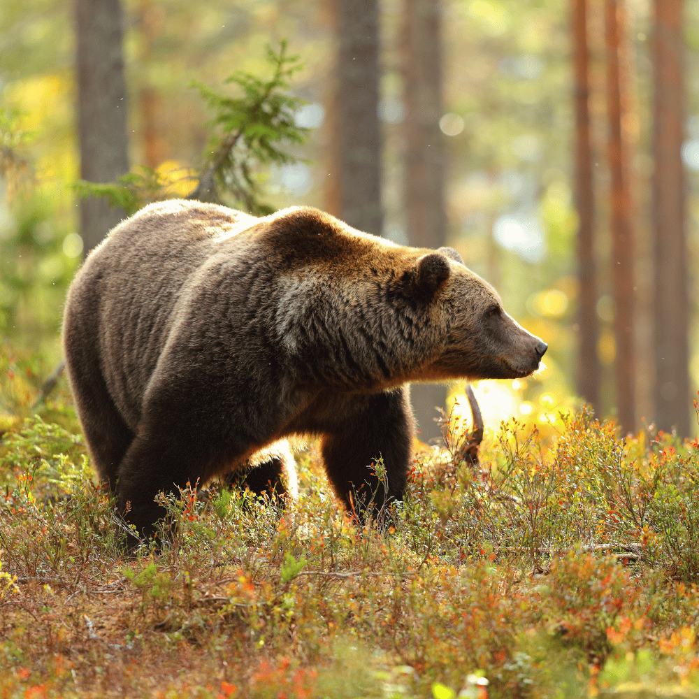 A brown bear walks in a sunny forest, symbolizing the Health & Safety collection's focus on wilderness survival.
