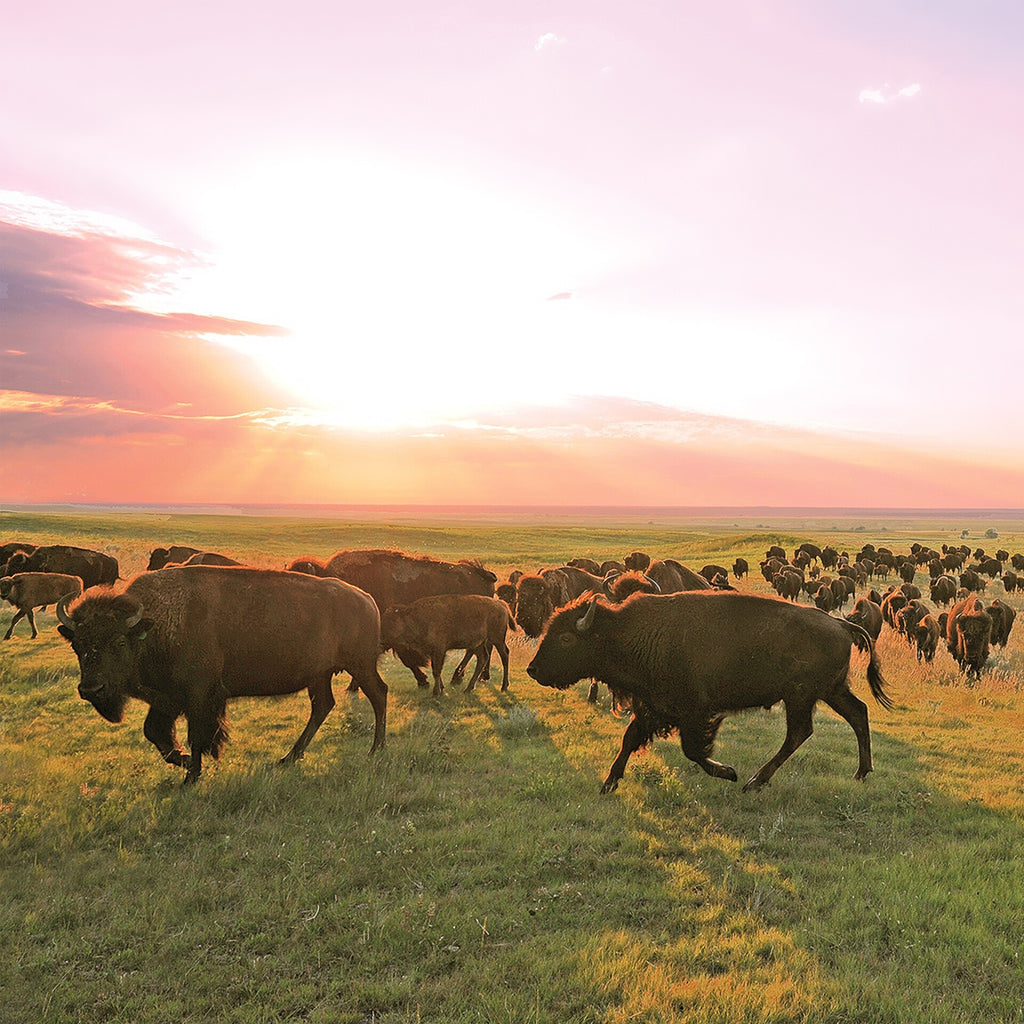 Patagonia Provisions Ranch Bison Stick