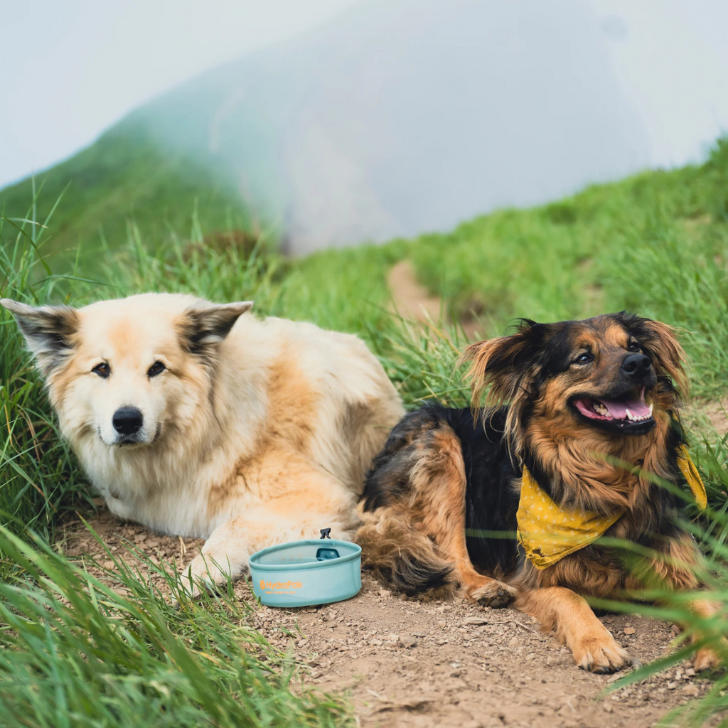 HydraPak Rover Dog Bowl - FERAL