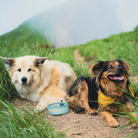 HydraPak Rover Dog Bowl - FERAL