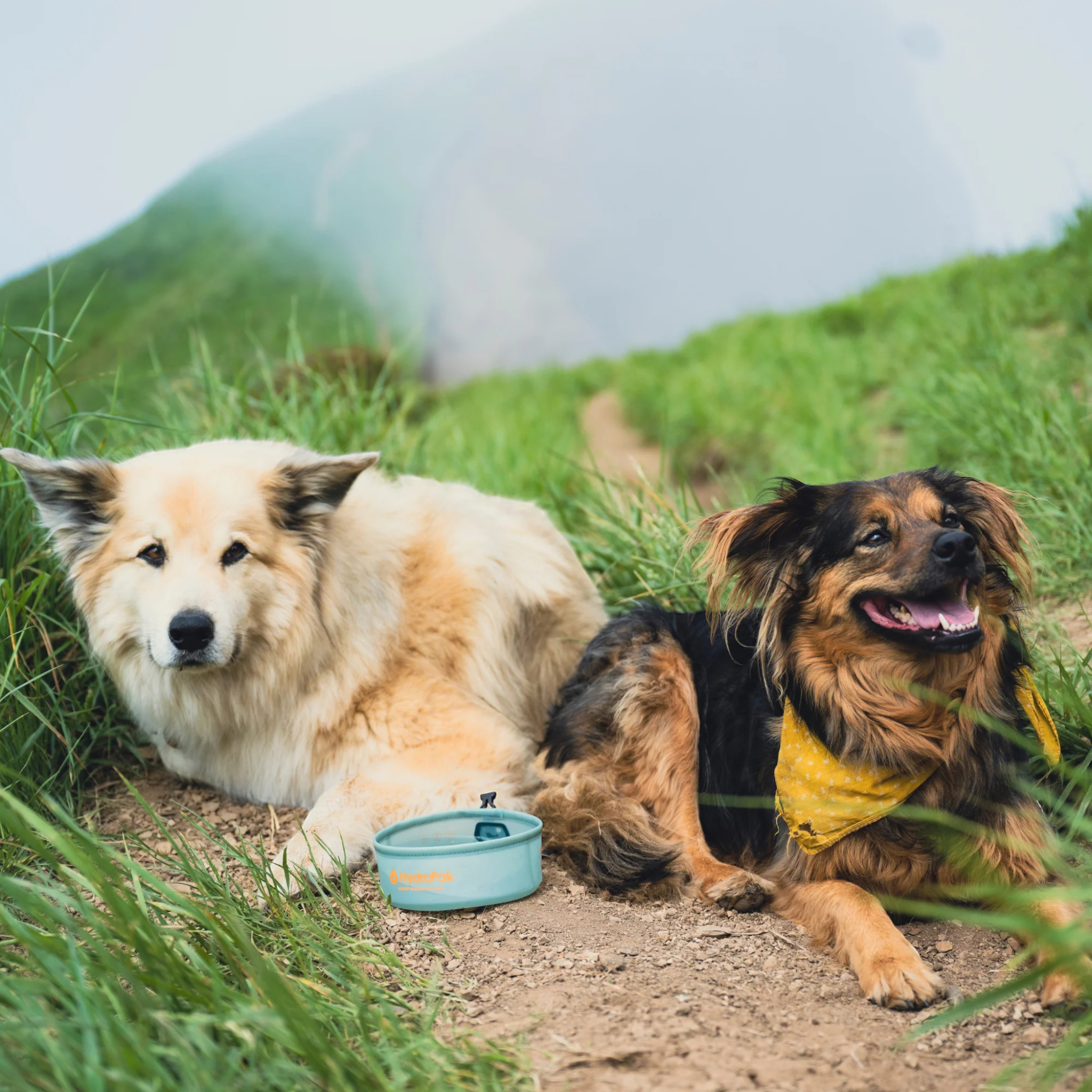 HydraPak Rover Dog Bowl - FERAL