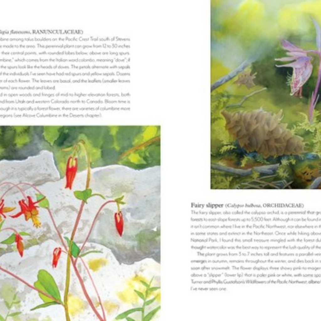 Wildflowers of the West: An Artist's Guide - FERAL