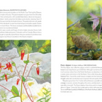 Wildflowers of the West: An Artist's Guide - FERAL