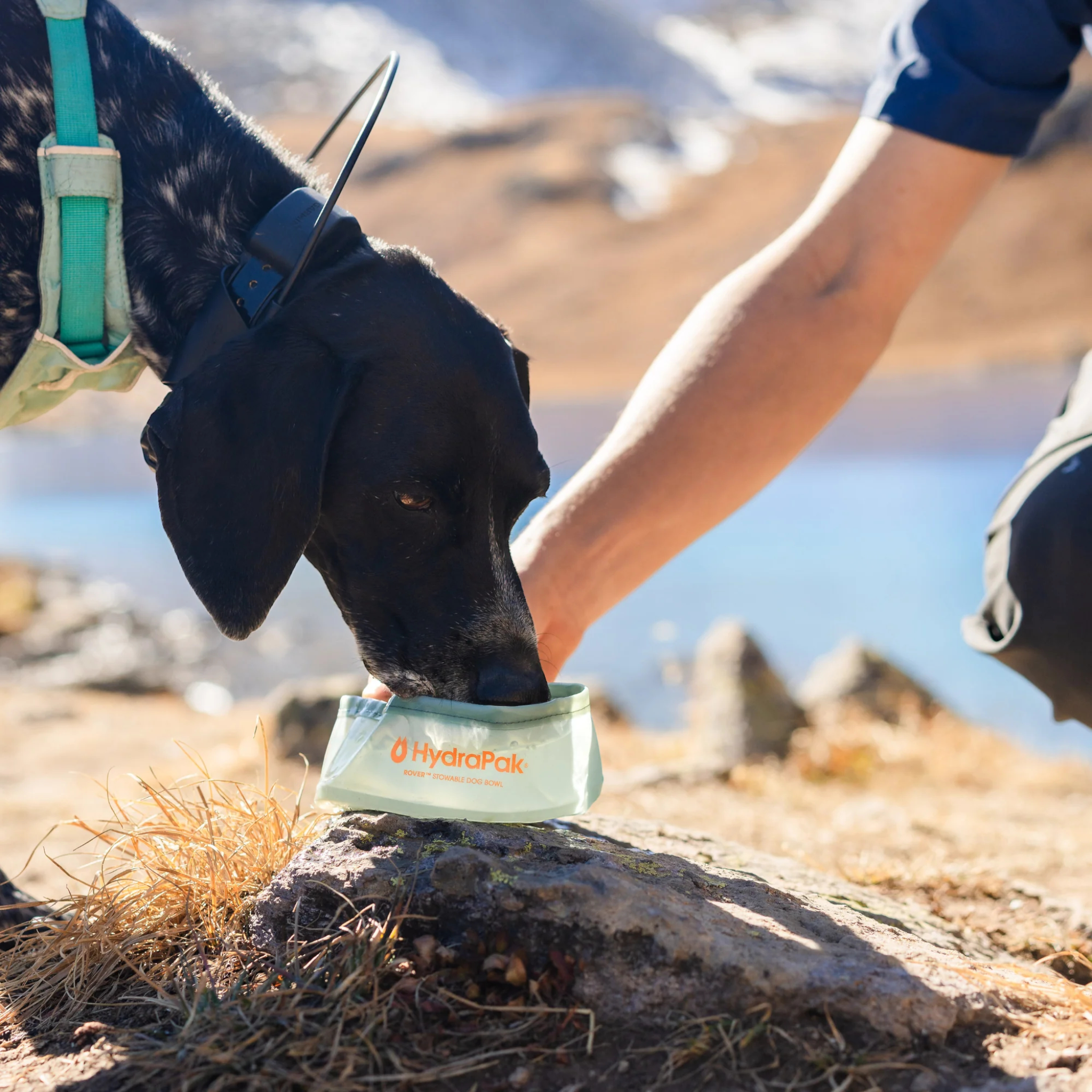 HydraPak Rover Dog Bowl - FERAL