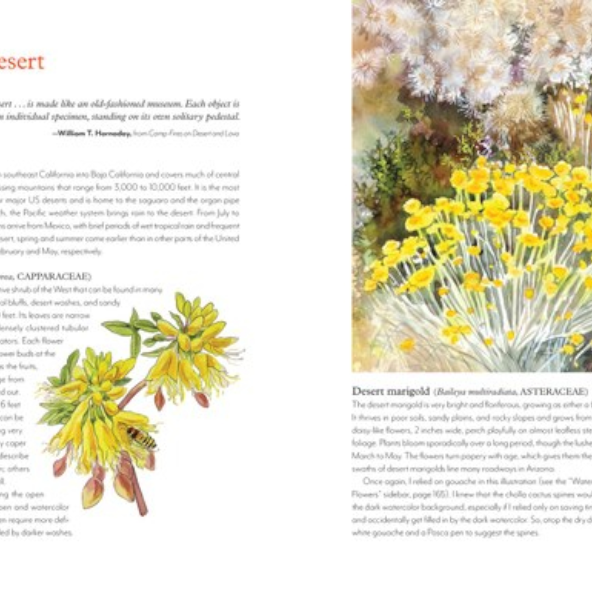 Wildflowers of the West: An Artist's Guide - FERAL