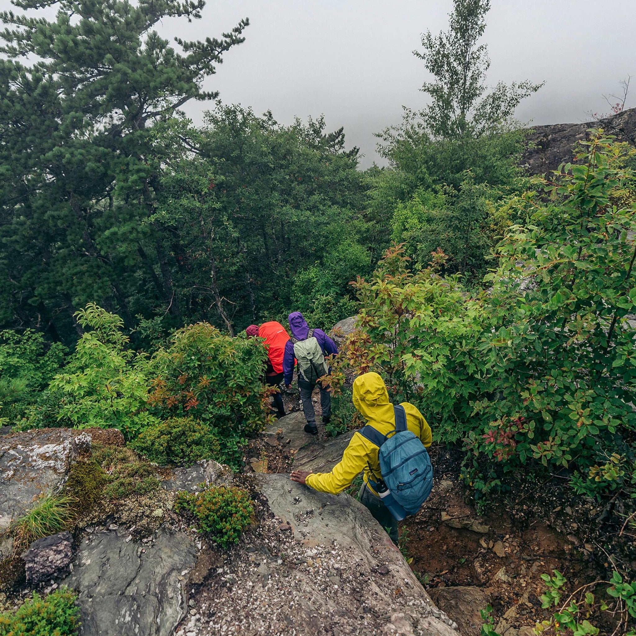 Patagonia Women's Torrentshell 3L Rain Jacket - FERAL