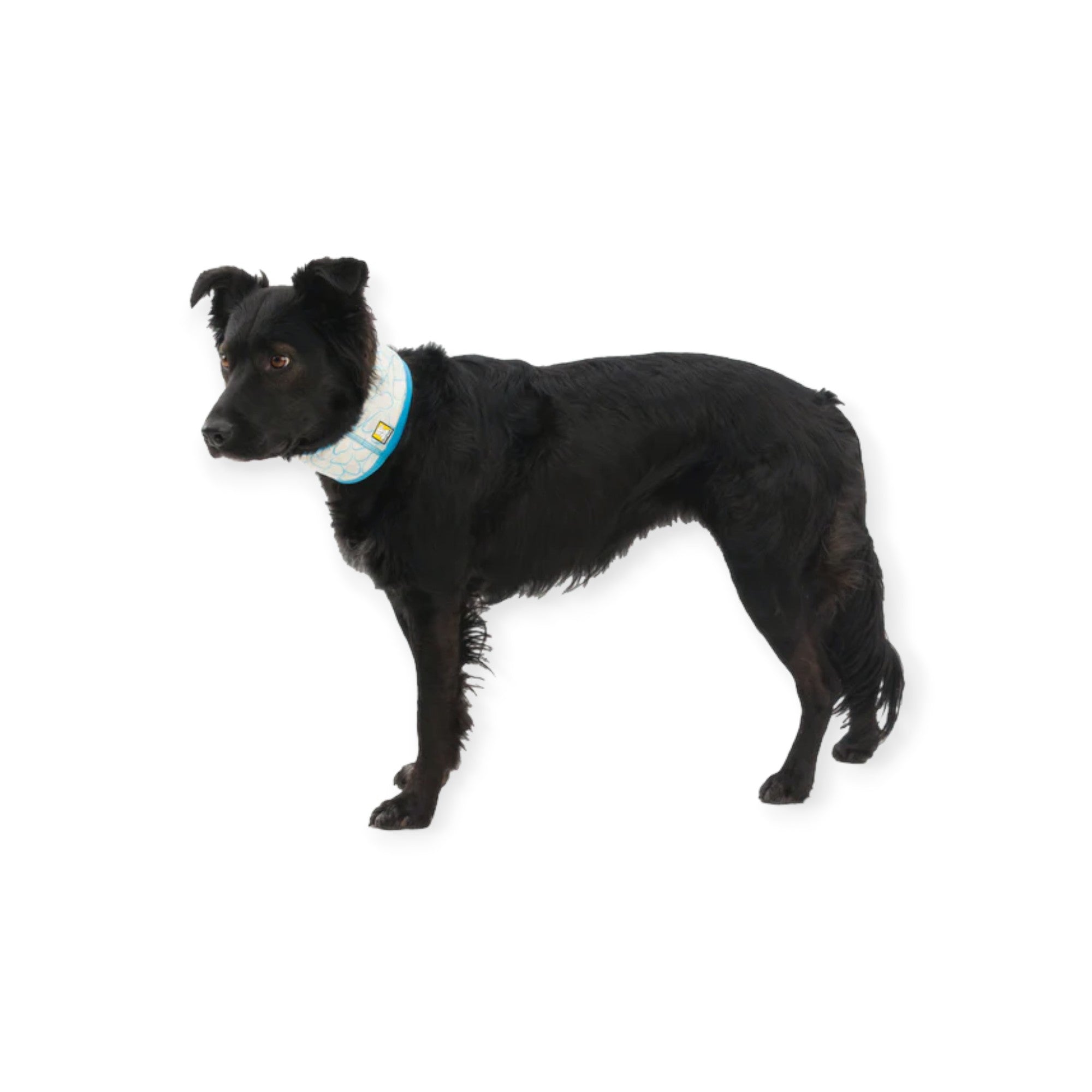 Ruffwear Swamp Cooler Cooling Dog Neck Gaiter - FERAL