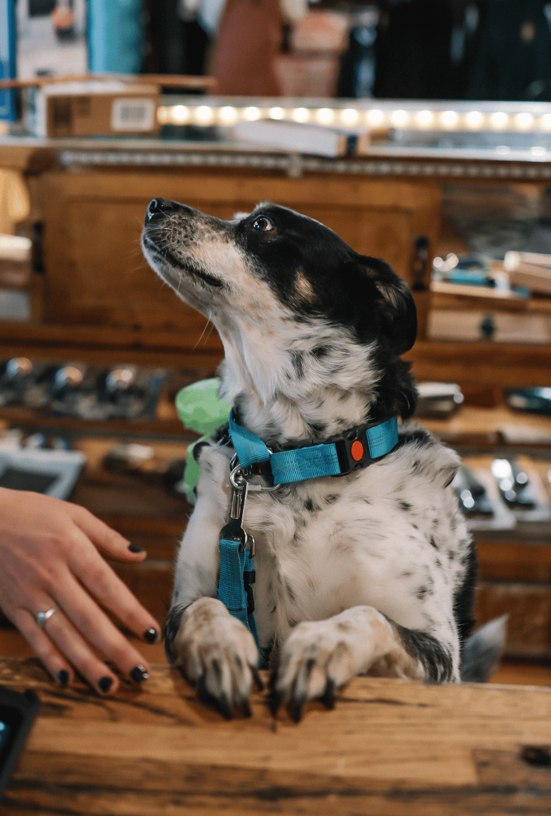 Dog wearing a blue harness sitting on a wooden surface with a blurred background