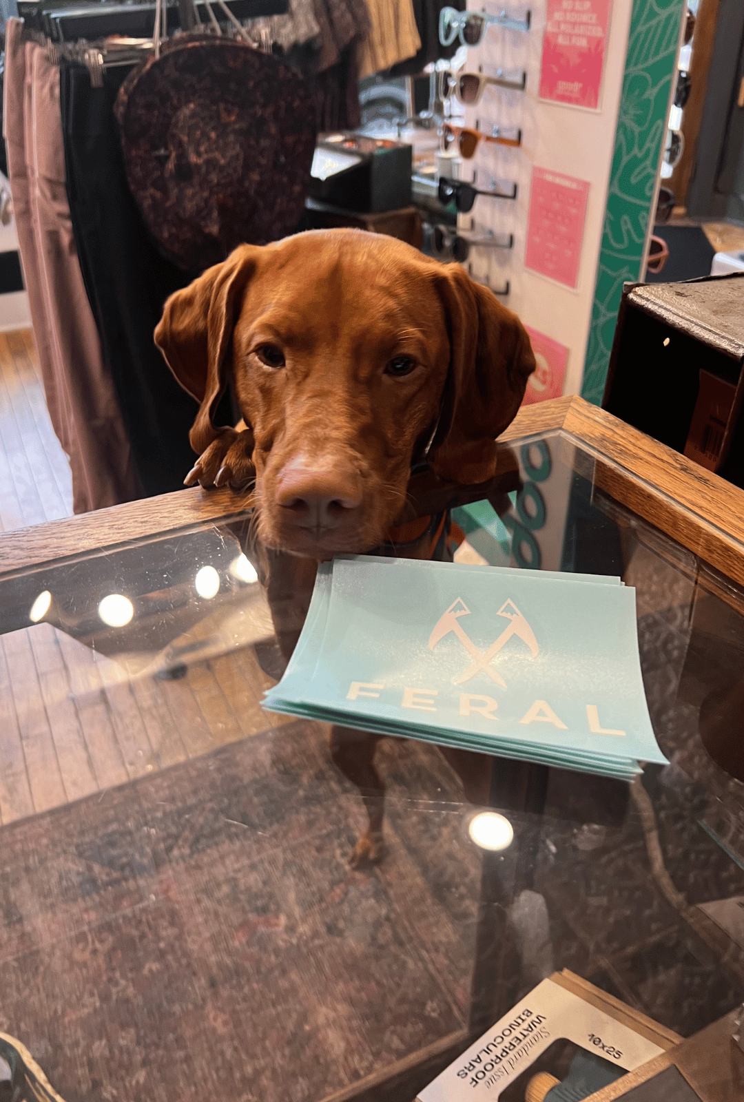 Brown dog standing behind a counter with a sticker labeled 'Feral' in a store setting.
