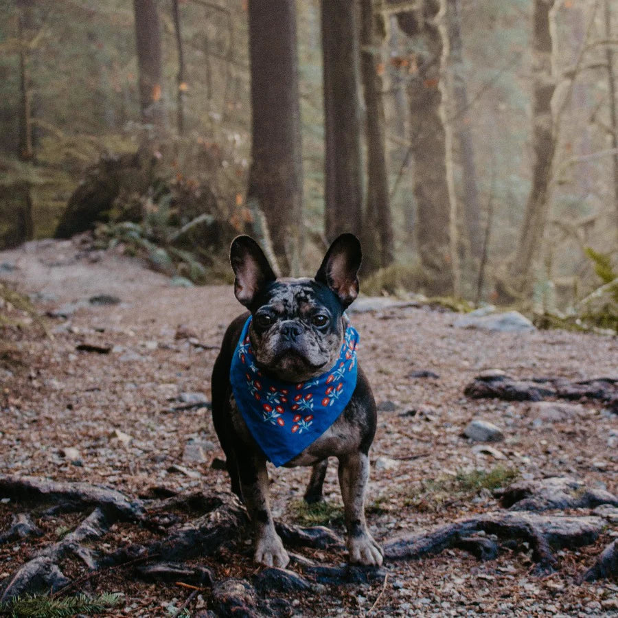 Handker Bandanas Bandana