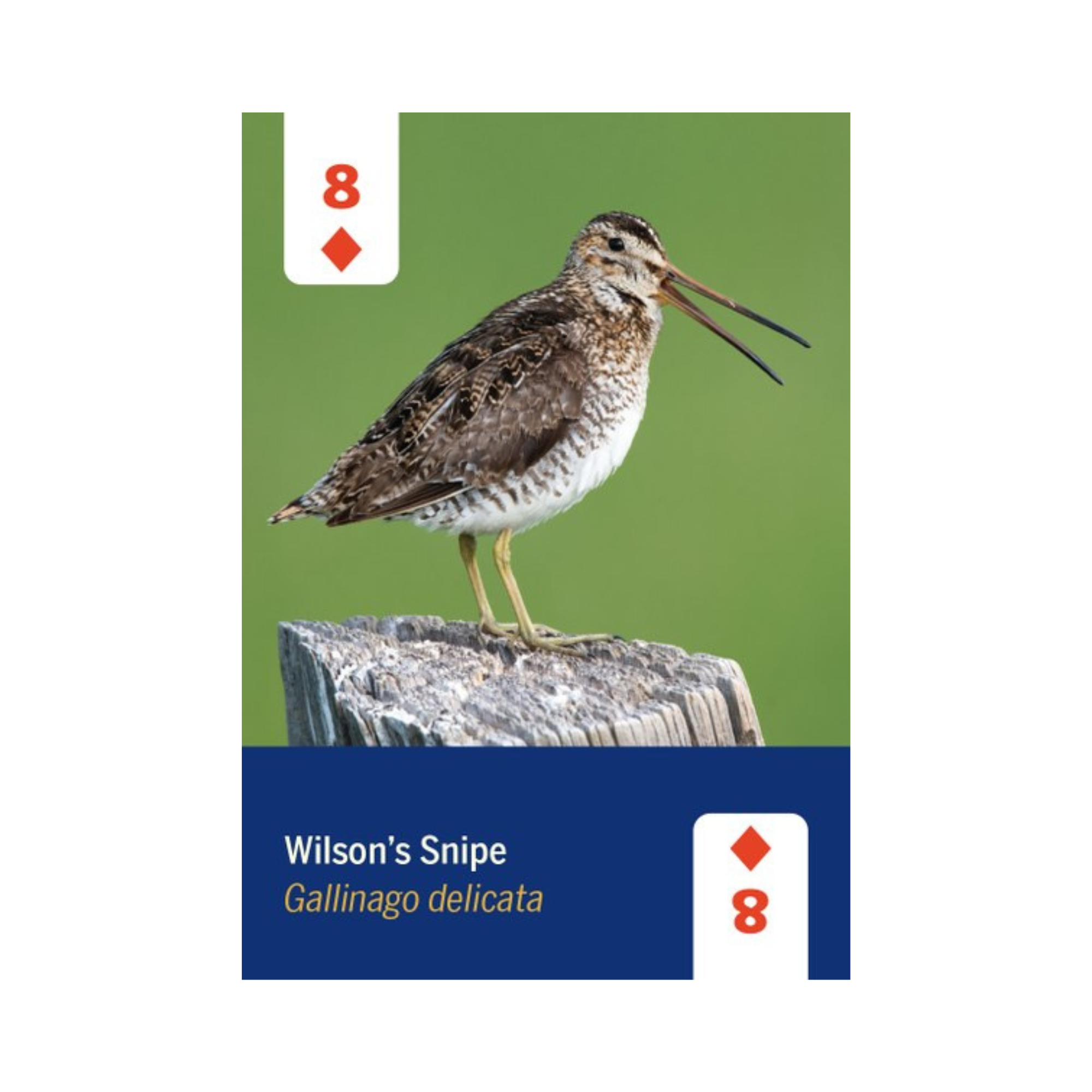 Birds of North America Playing Cards Deck