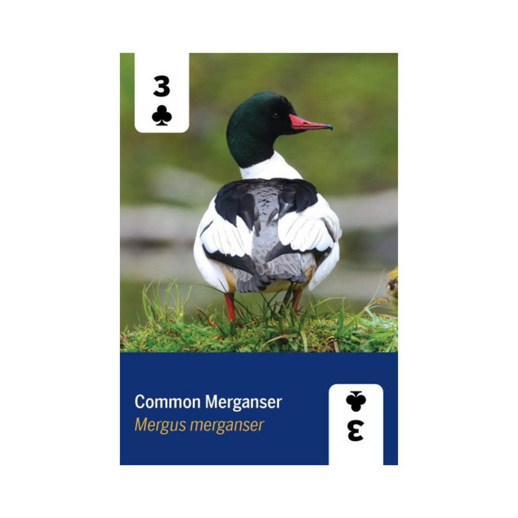 Birds of North America Playing Cards Deck