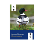 Birds of North America Playing Cards Deck