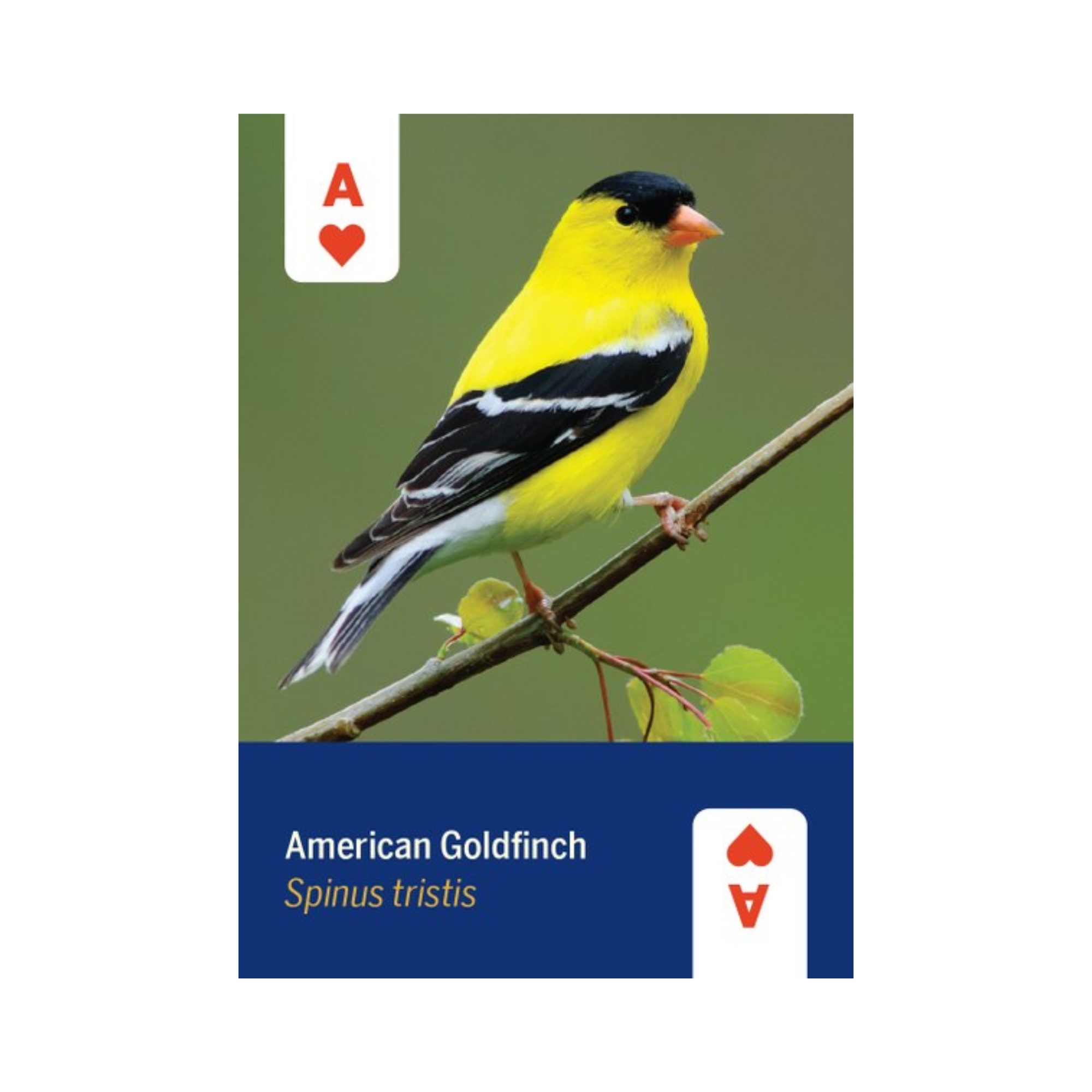 Birds of North America Playing Cards Deck