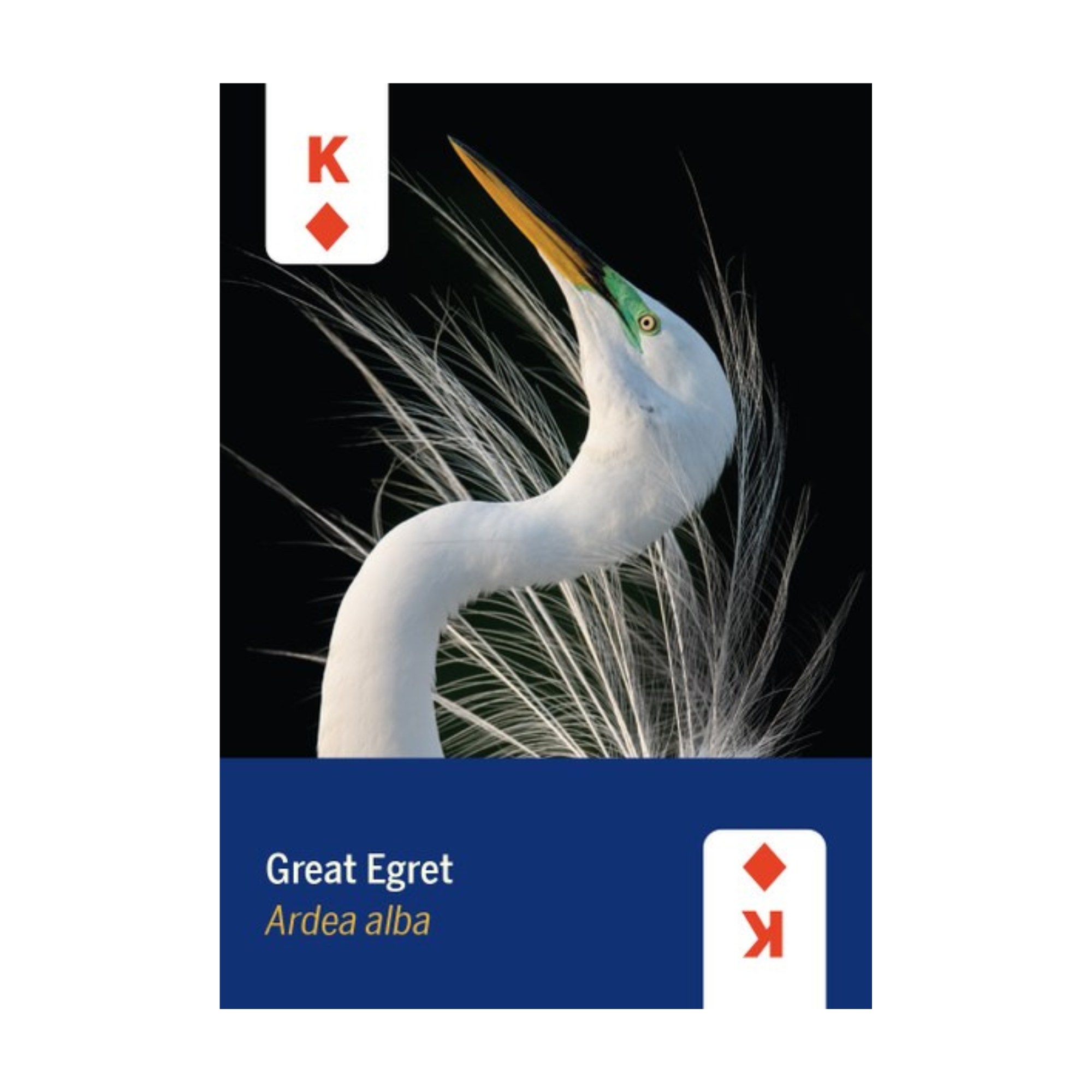 Birds of North America Playing Cards Deck