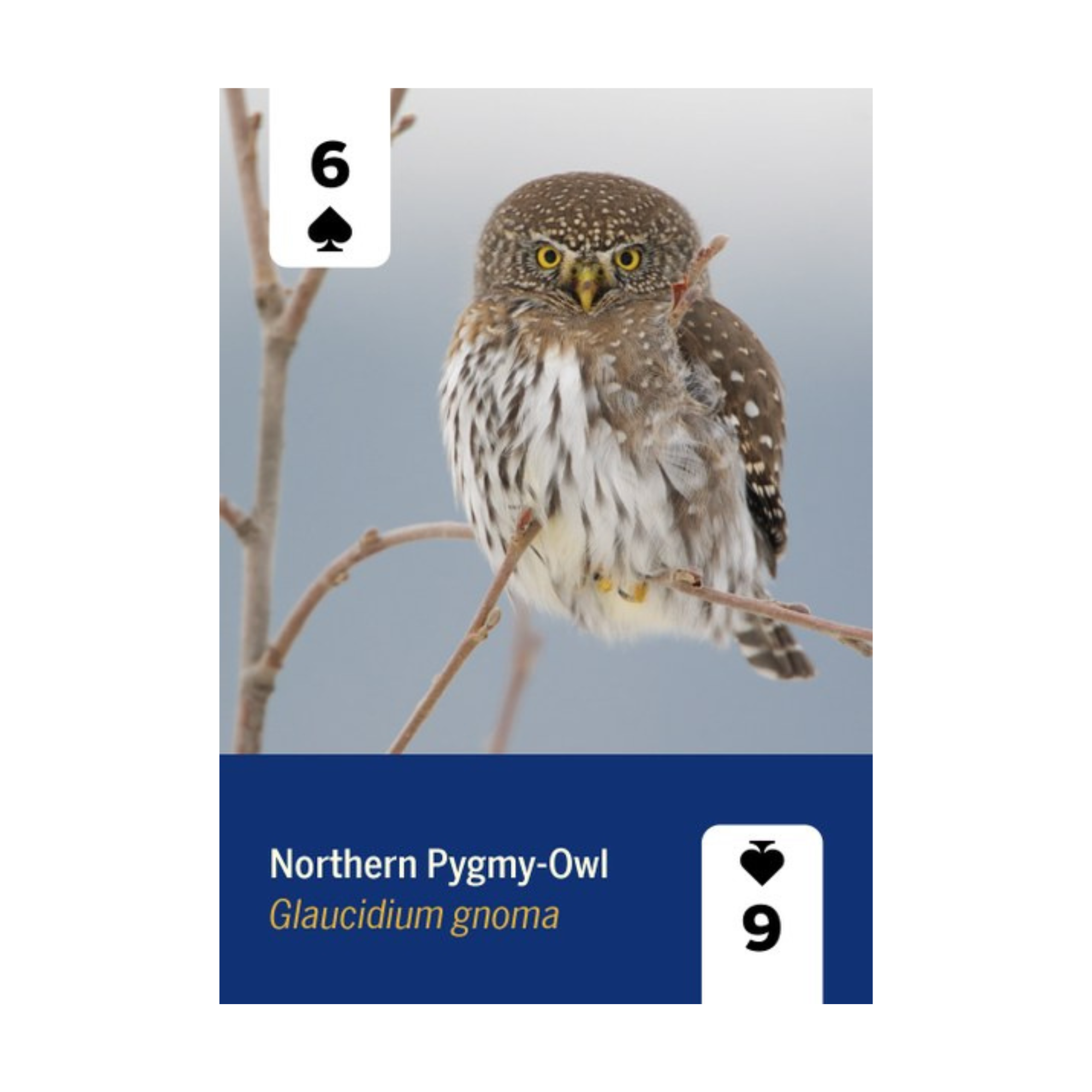 Birds of North America Playing Cards Deck