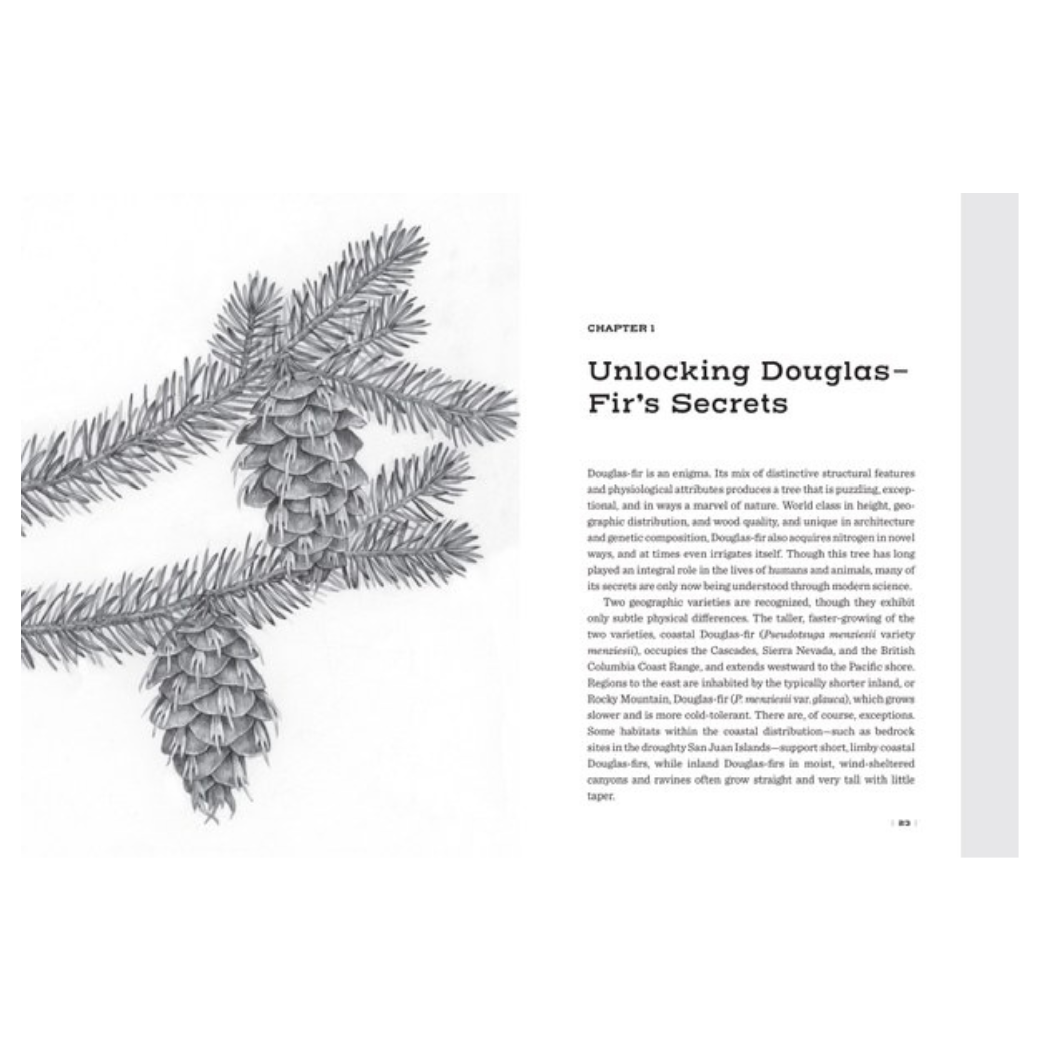 Douglas Fir: The Story Of The West's Most Remarkable Tree