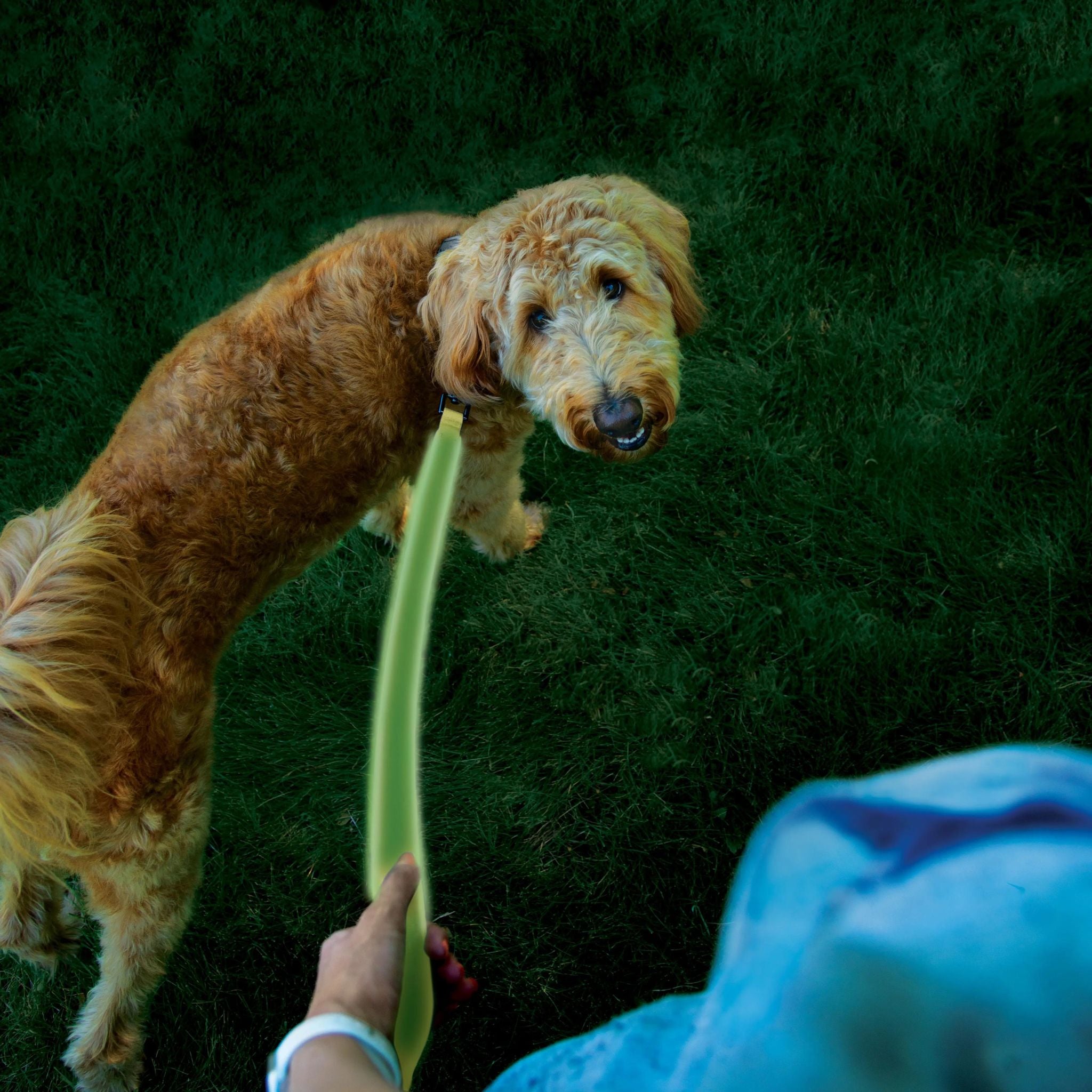Nite Ize Nitedog Rechargeable LED Dog Leash