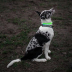 Nite Ize NiteHowl LED Safety Necklace